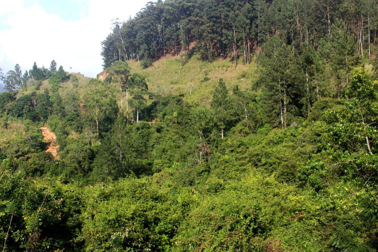 Green Paradise إيلا المظهر الخارجي الصورة