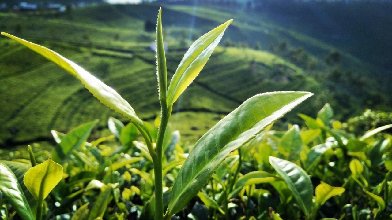 Green Paradise إيلا المظهر الخارجي الصورة