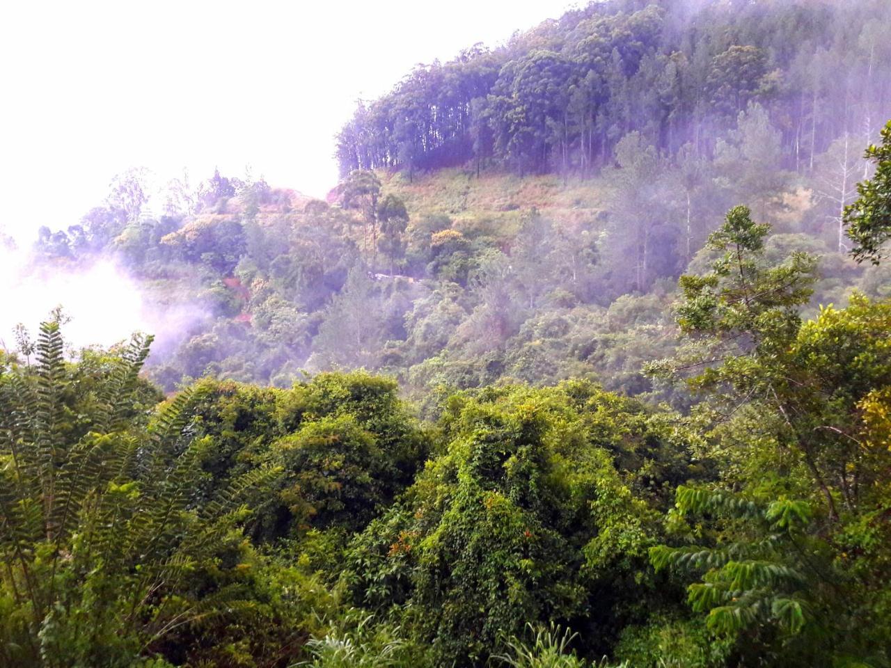 Green Paradise إيلا المظهر الخارجي الصورة
