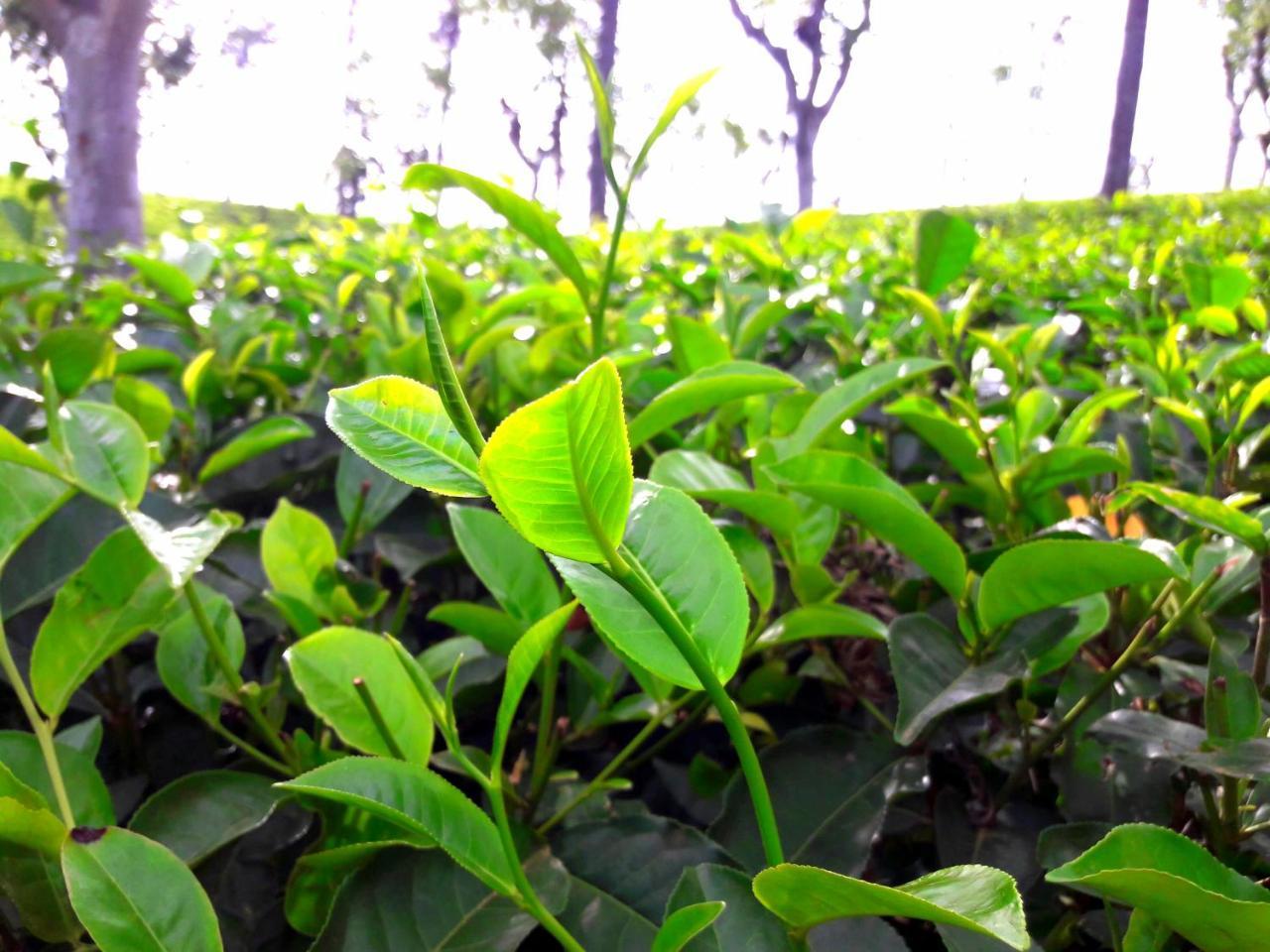 Green Paradise إيلا المظهر الخارجي الصورة