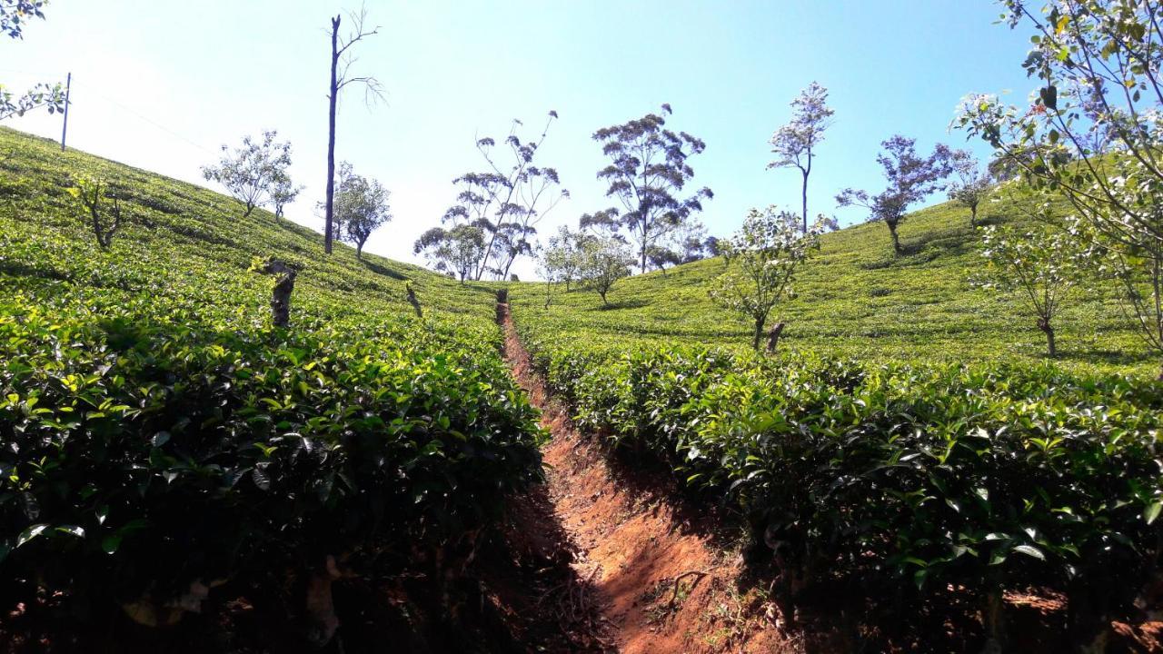 Green Paradise إيلا المظهر الخارجي الصورة